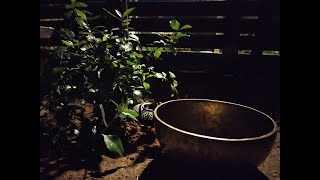 Full 🌚 Sacred placenta planting ceremony