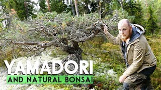 YAMADORI  Natural Bonsai