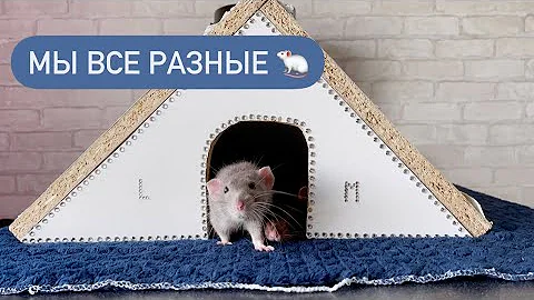 Характер крыс 🐀