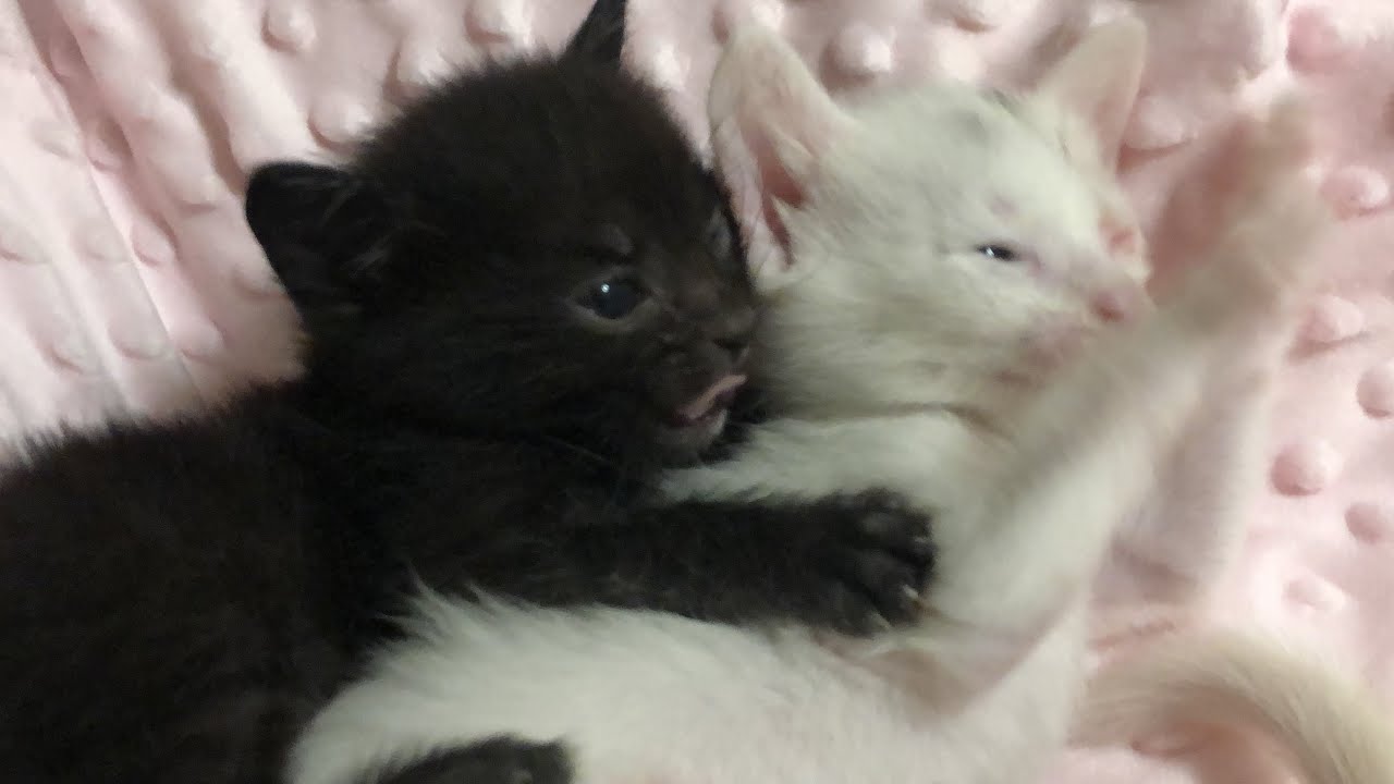 Crazy Kittens Playing Together!