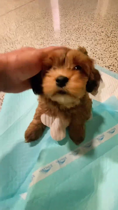 Meeting Havanese Puppy at Airport