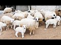 Koyun Kuzu buluşmasında🐑 Kuzu Sesi🐑 Koyun Sesi🐑 Koyunlar 🐑Kuzular Hepsi Bir Arada