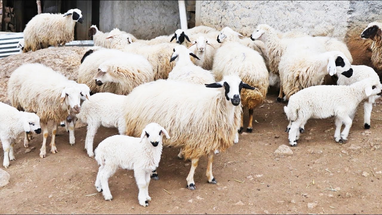 Rüyada Koyun Sürüsü Görmek - Diyanet Açıklamaları