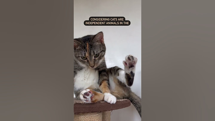 What Do Cats Think Of Us? | @cashmere.mittens.cat