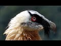 Quebrantahuesos (Gypaetus barbatus) Bearded Vulture +