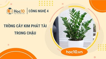 Trồng cây kim phát tài trong chậu - Công nghệ 4 | Hoc10