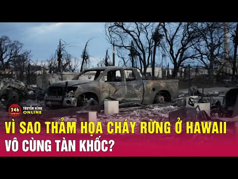 Video: Cháy rừng có phải là điều tốt không?