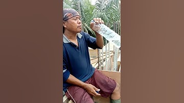 kerja disini setiap hari harus makan singkong rebus sama air putih🤣🤣🤣 #shorts
