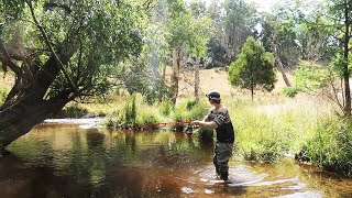 This Tiny River Is Full Of Fish!?!