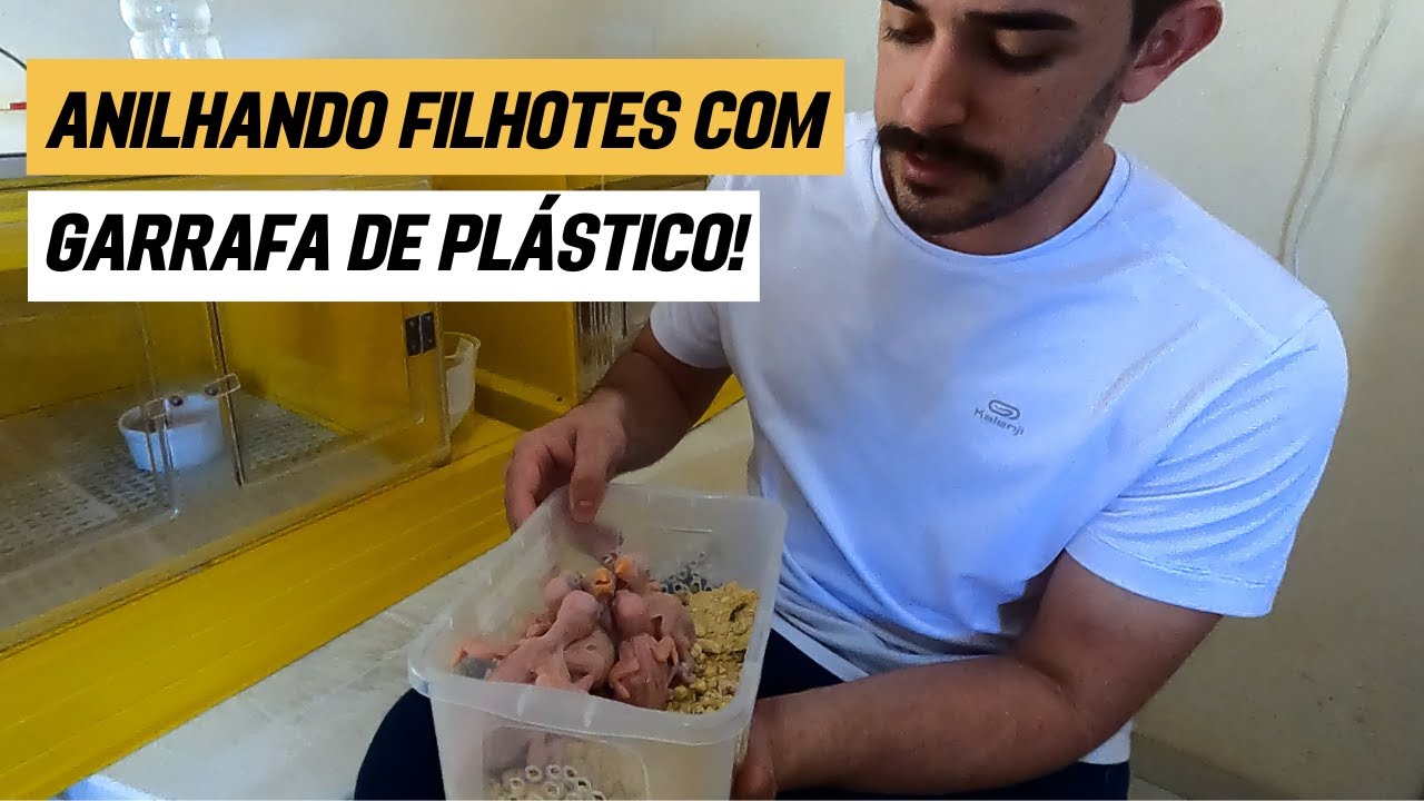 PASSO A PASSO:  COMO ANILHAR FILHOTE DE RING NECK