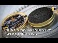 Chinese caviar still a world market leader despite trade war and food scandals