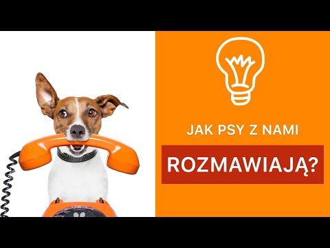 Wideo: Naprawdę Big Dog Breeds