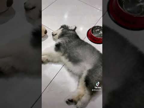 Video: 15 Binatang Anjing Itu Cinta Untuk Tidur