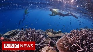 Can mapping the Great Barrier Reef help it survive? - BBC News