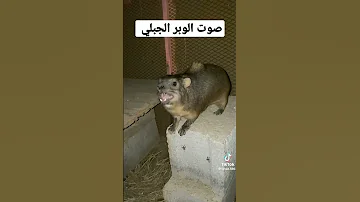 صوت الوبر الجبلي 