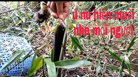 câu cá lóc bằng vịt con. lại là khu vườn huyền thoại