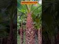 Washingtonia Palm Wholesale Price | Fan Palm Supplier India | Greenway Nursery