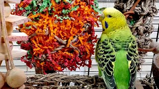 7 Hours Of Budgie Sounds For Relaxation