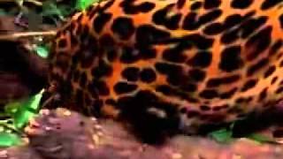 Jaguar eating Ayahuasca