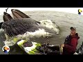 Huge whale surprises guy on kayak  the dodo