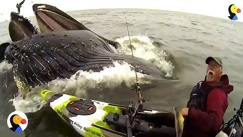 HUGE Whale Surprises Guy on Kayak | The Dodo