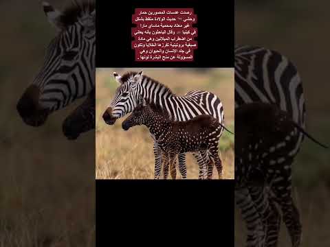 ولادة حمار وحشي بـ ألوان غريبه