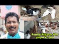 Fancy pigeon breeding farm of school teacher in village  fancy kabootar loft