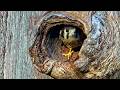 Second Kestrel Chick Fledges At The Crack Of Dawn In Wisconsin | June 10, 2026