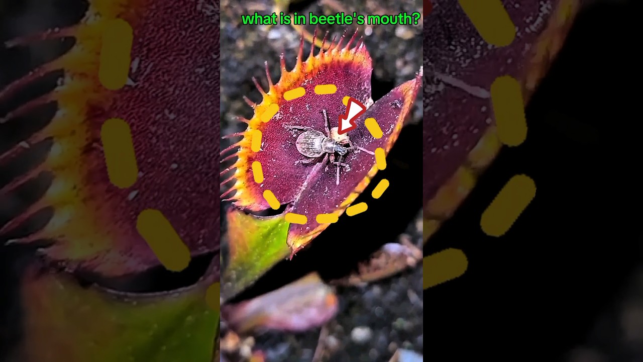 Bark beetle vs Dionaea muscipula(Venus flytrap)