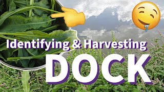 Wild Greens: Identifying and Harvesting Dock 🌿