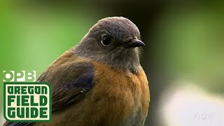 Wildlife That Depend On Wildfire To Survive | Oregon Field Guide