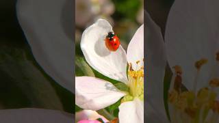 Beautiful Ladybug on a Flower 🌸 | Peaceful Nature Moment for Cats & Humans #Shorts