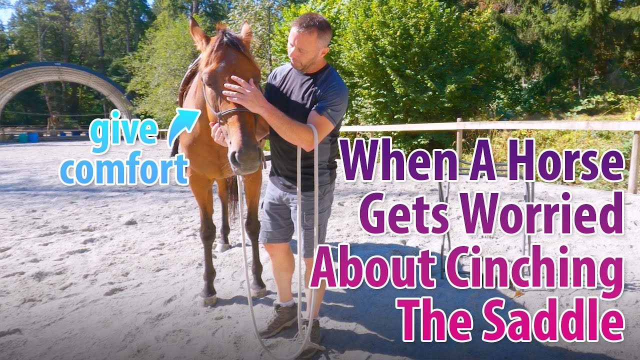 How I Deal With Cinchy Horses That Want To Bite YouTube