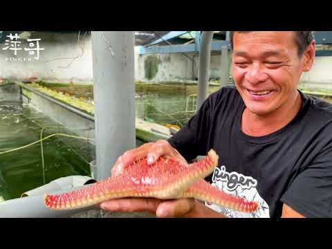 萍哥的水族遊樂園 | 餵食海中巨物 | 薯鰻 花枝 鯊 | 阿坤的一舉一動