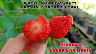 Tips Supaya Strawberry Cepat Berbuah Dan Buahnya Besar, Manis | Budidaya Strawberry Lokal 🍓🍓