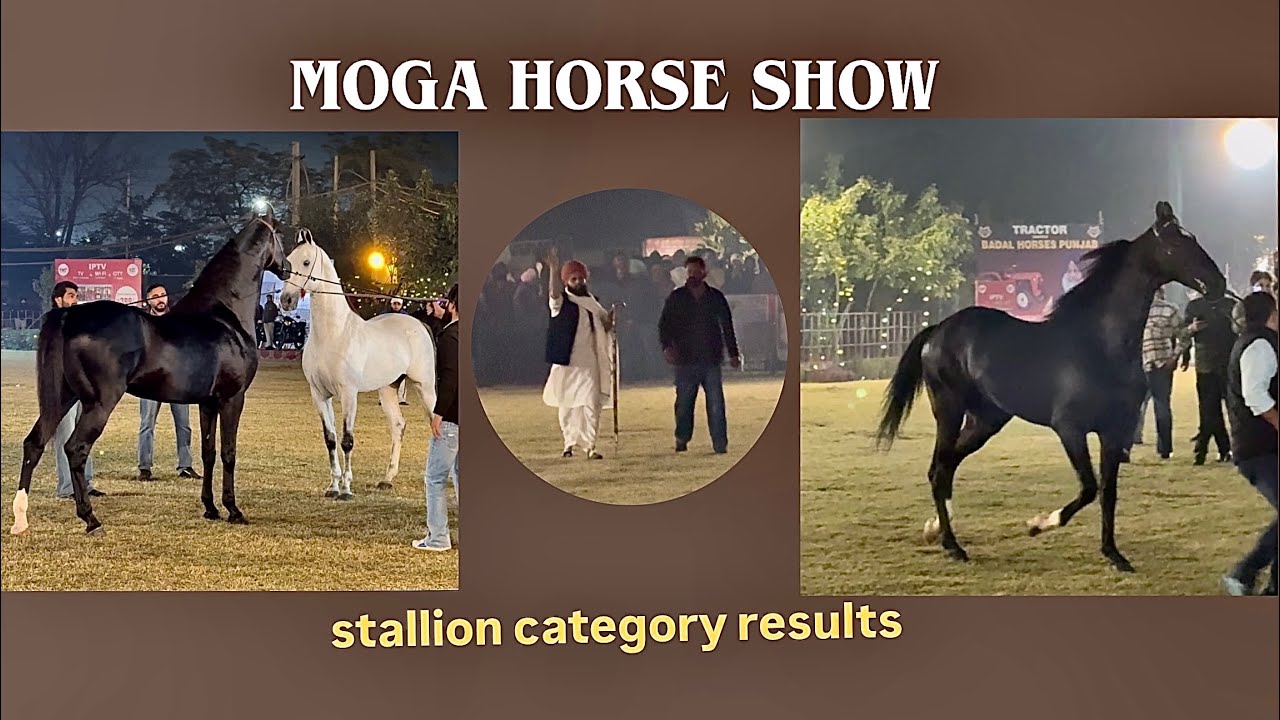 Moga Horse Show Results (Stallion Category)