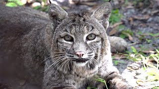 Sweet Old Lady Bobcat