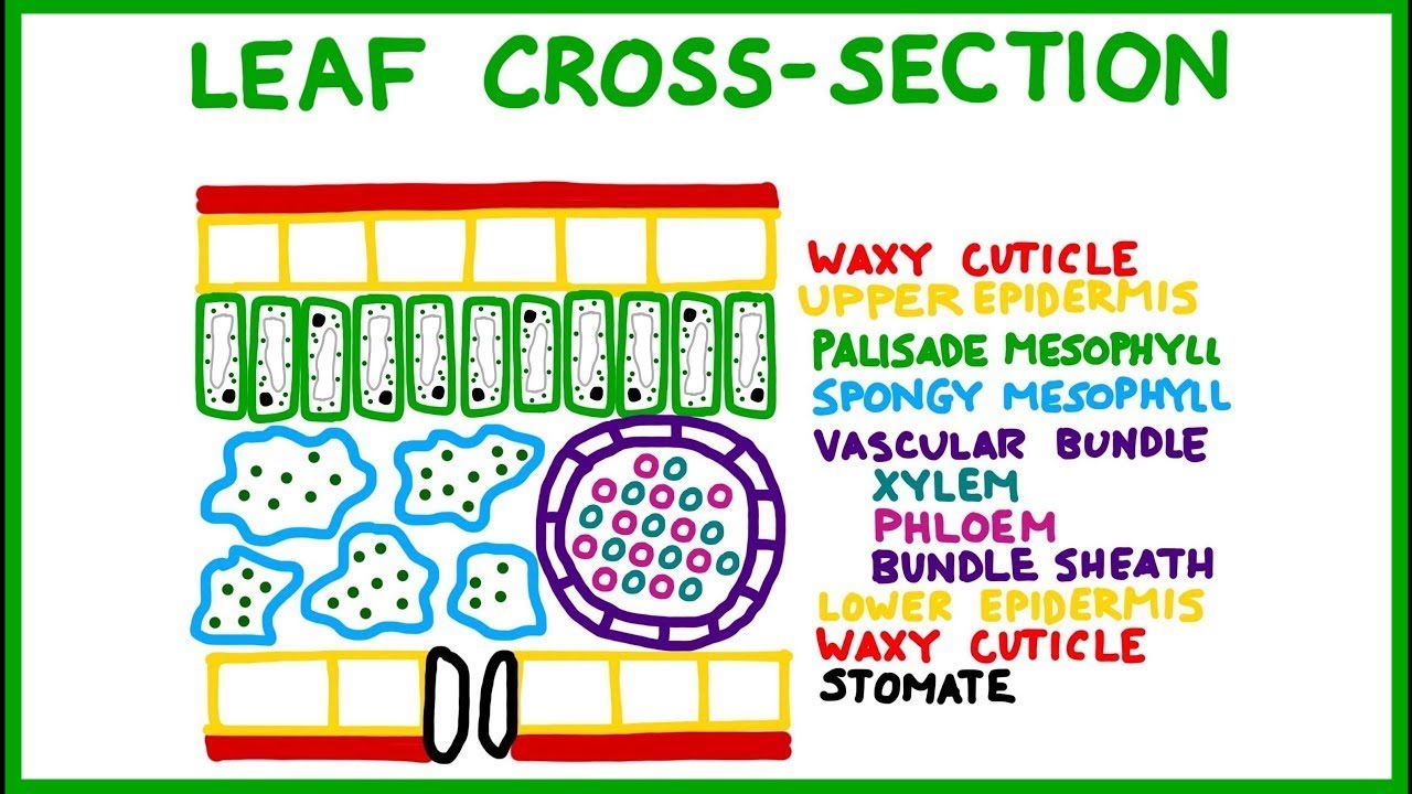 Leaf Cross Section Old Version Youtube