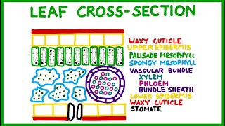 Leaf Structure Cross-Section