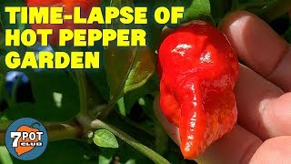 Double Rainbow Over the Hot Pepper Garden (Garden TimeLapse)