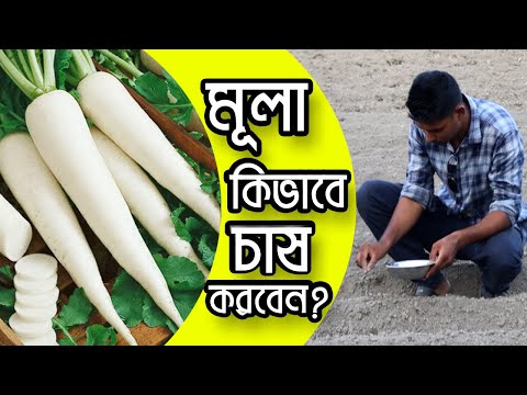 ভিডিও: মুলা। চাষ এবং পরিচর্যা