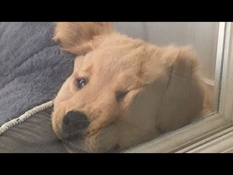 시액 유튜버 뒷담방 공론화 소규모 시리즈 액괴 소규모 시액 소시액 실즈 액시 액괴 시리즈 고딕 시리즈 파연카 시리즈 불법다운 공론화 다굴 공론화 공론화 버실 시액 소귬 싸불 뒷담