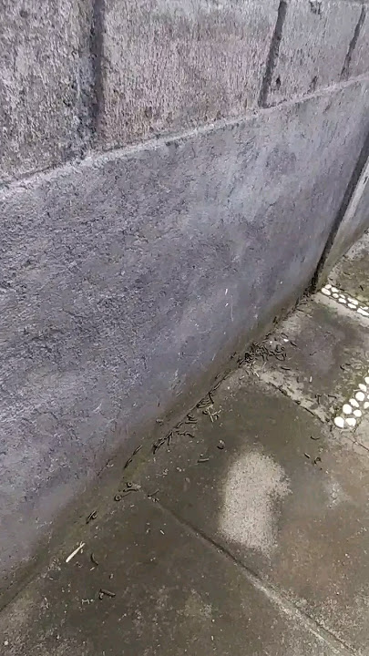 ulat tikar dihalaman rumah setiap habis hujan #ulattikar @HeniDiBali