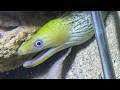 Diving under the sea to catch eels, crabs and sea cucumbers | Part 113-1