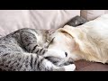Unbelievable Love Story: Kittens and Golden Retriever&#39;s Heartwarming Bond