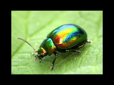 Wideo: Co znaczy chrząszcz?