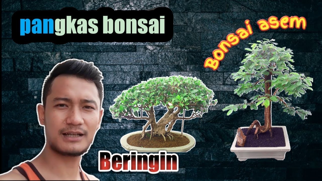 Proses pembentukan awal bonsai kimeng dan bonsai asem 