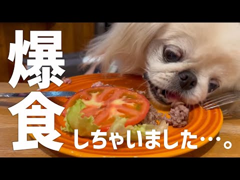 ハンバーガー屋の“裏メニュー”に食らいつく愛犬はこちらです…
