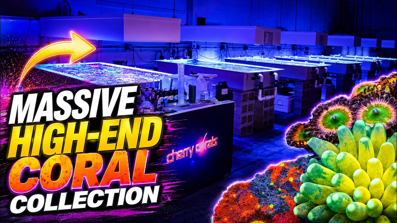 Coral Farming at Another Level! -CHERRY CORALS- Full Tour - YouTube