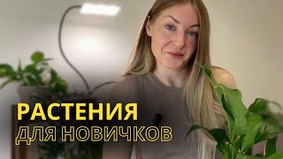 Неприхотливые комнатные растения. Растения для начинающих, которые красиво смотрятся в интерьере.